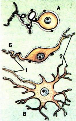 Типи нейронів