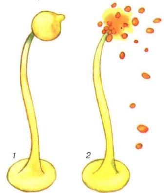 Розмноження грибів спорами: 1 – достиглий споровик, 2 – споровик, який викидає спори
