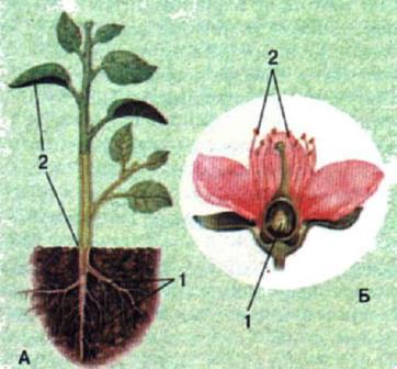 Органи рослин