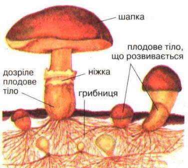 Будова шапкового гриба