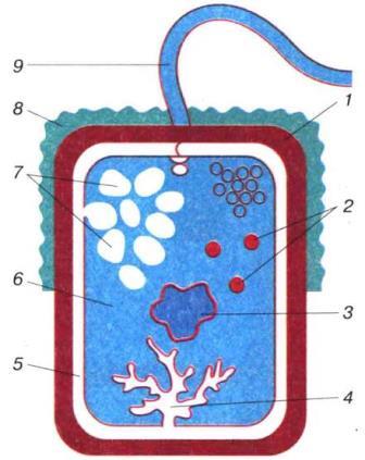 Схема будови узагальненої клітини бактерії