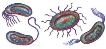 Розташування дгутиків в бактерії