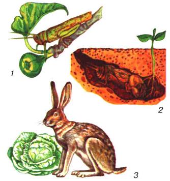 Виїдання рослин: 1,2 - комахами, 3 - гризуном