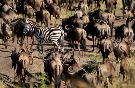 антилопи й зебри