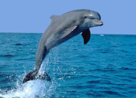 Дельфін