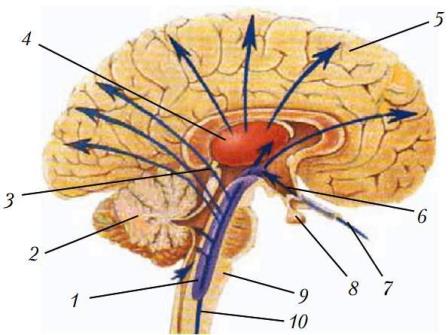 Вплив ретикулярної формації мозку на інші структури