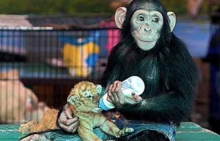 Материнський інстинкт шимпанзе котрий проявляється до новонародженого тигра