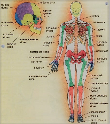 Скелет людини: 1 - скелет голови;2 - скелет тулуба